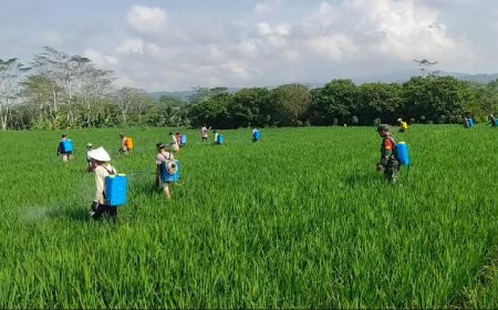 Antisipasi Hama Babinsa Koramil 03/Wanadadi Bantu Petani Penyemprotan Tanaman Padi