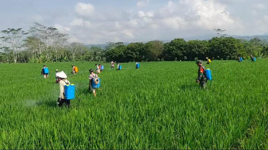 Antisipasi Hama Babinsa Koramil 03/Wanadadi Bantu Petani Penyemprotan Tanaman Padi