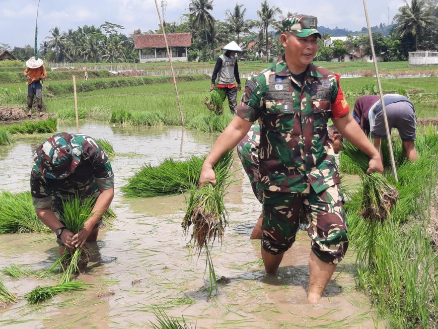 Koramil 03/Wanadadi dan Poktan Sumber Rejeki I Laksanakan “Ndaut” dan Persiapan Tanam Padi