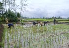 Babinsa Koramil 03/Wanadadi Bantu Poktan Margo Tani Wangi II Desa Kandangwangi dalam Percepatan Tanam Padi