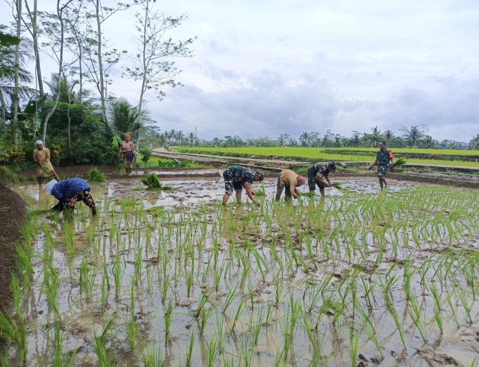 Babinsa Koramil 03/Wanadadi Bantu Poktan Margo Tani Wangi II Desa Kandangwangi dalam Percepatan Tanam Padi