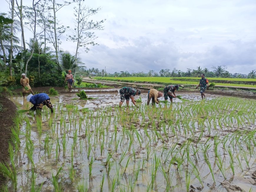 Babinsa Koramil 03/Wanadadi Bantu Poktan Margo Tani Wangi II Desa Kandangwangi dalam Percepatan Tanam Padi