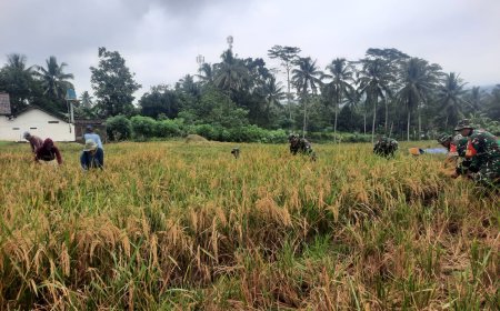 Babinsa Koramil 03/Wanadadi Dampingi Panen Padi di Desa Kasilib