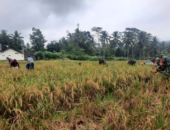 Babinsa Koramil 03/Wanadadi Dampingi Panen Padi di Desa Kasilib