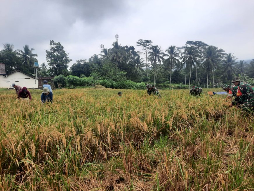 Babinsa Koramil 03/Wanadadi Dampingi Panen Padi di Desa Kasilib