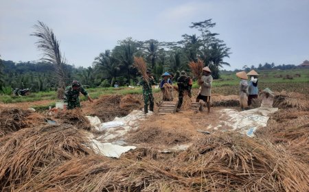 Koramil 03/Wanadadi Kodim 0704/Banjarnegara Bersama Poktan Margo Tani Gelar Panen Padi Inpari di Lahan 15 Hektare