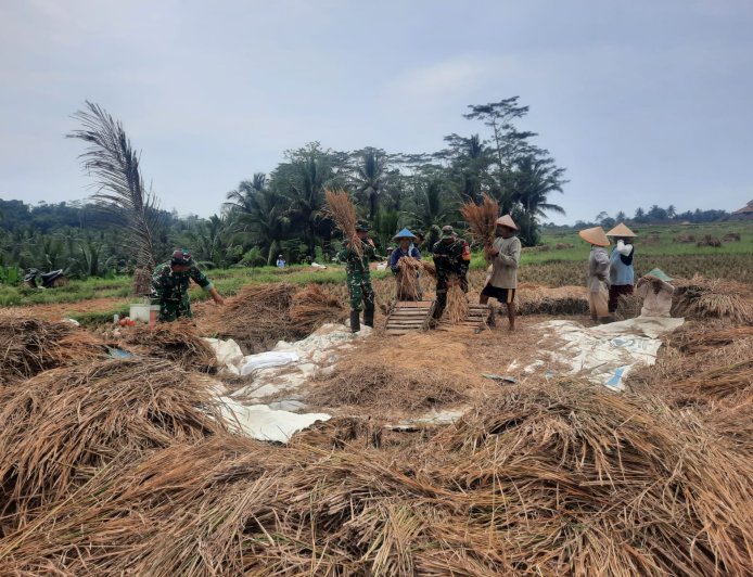 Koramil 03/Wanadadi Kodim 0704/Banjarnegara Bersama Poktan Margo Tani Gelar Panen Padi Inpari di Lahan 15 Hektare