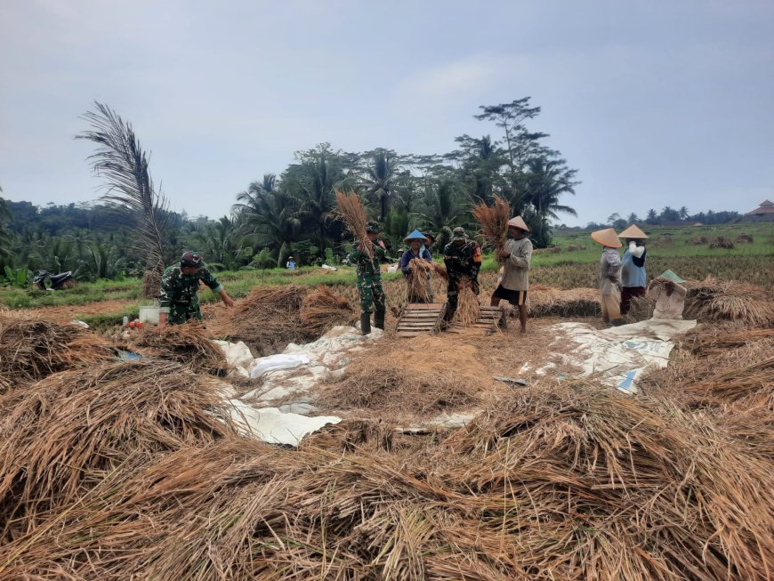 Koramil 03/Wanadadi Kodim 0704/Banjarnegara Bersama Poktan Margo Tani Gelar Panen Padi Inpari di Lahan 15 Hektare